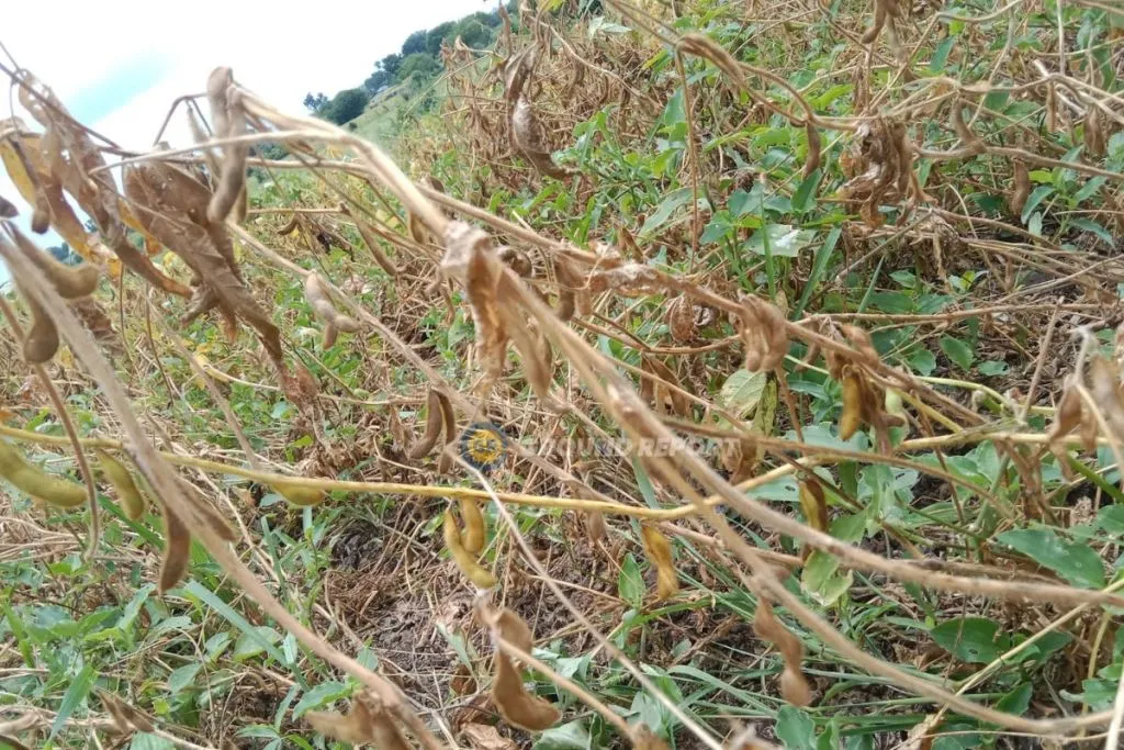 drought in madhya pradesh farmers situation