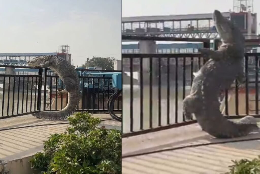 Video of Crocodile came out of water in Naraura is viral on the Internet