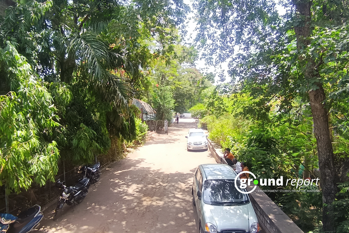 trees in bhopal