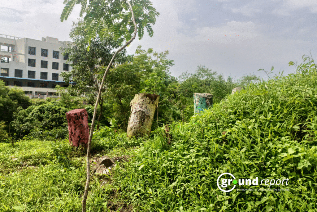 Despite a massive plantation drive, Indore is losing its trees