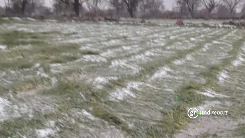 Unpredictable weather leaves farmers helpless in Jhansi and Chhatarpur