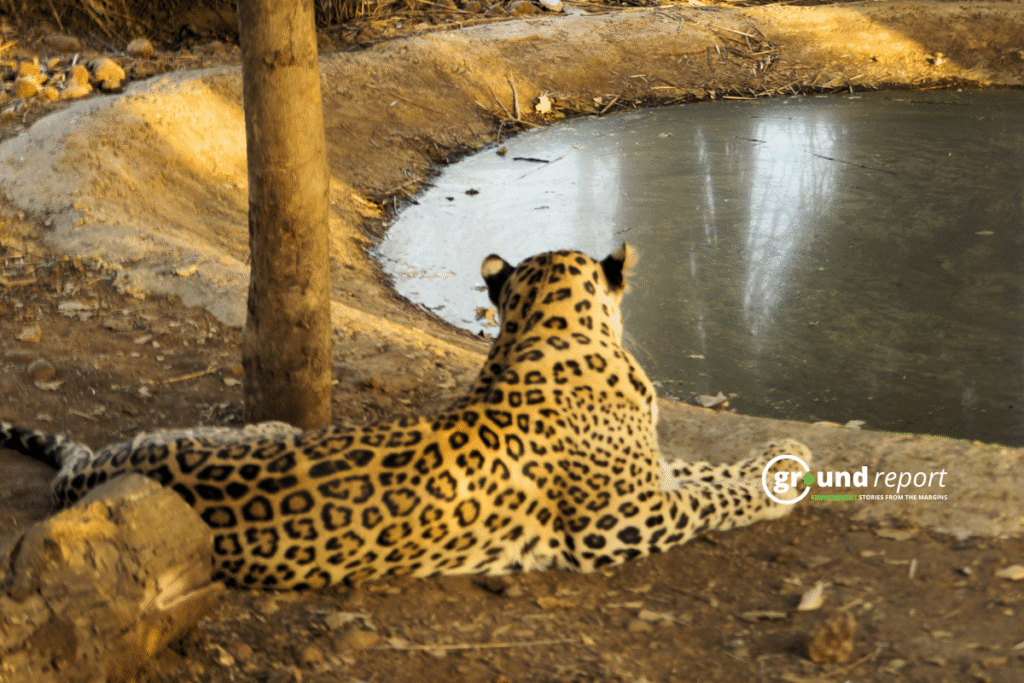 Sacrificing leopards for cheetahs in GSW may harm ecosystem: experts