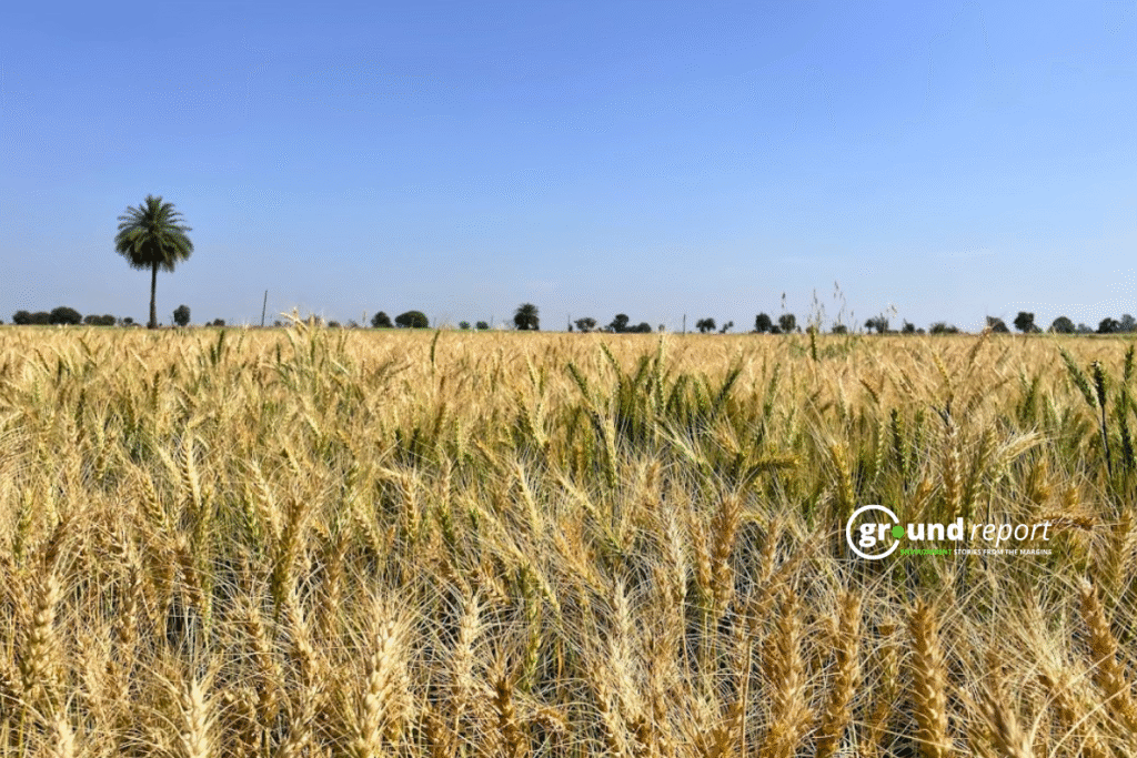 Record Wheat Procurement in MP as India Sets Ambitious Food Production Targets