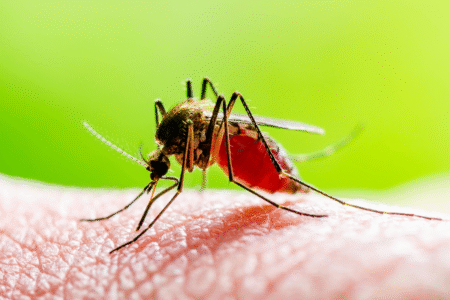 Dengue, Chikungunya Cases Surge in MP, Straining Healthcare System