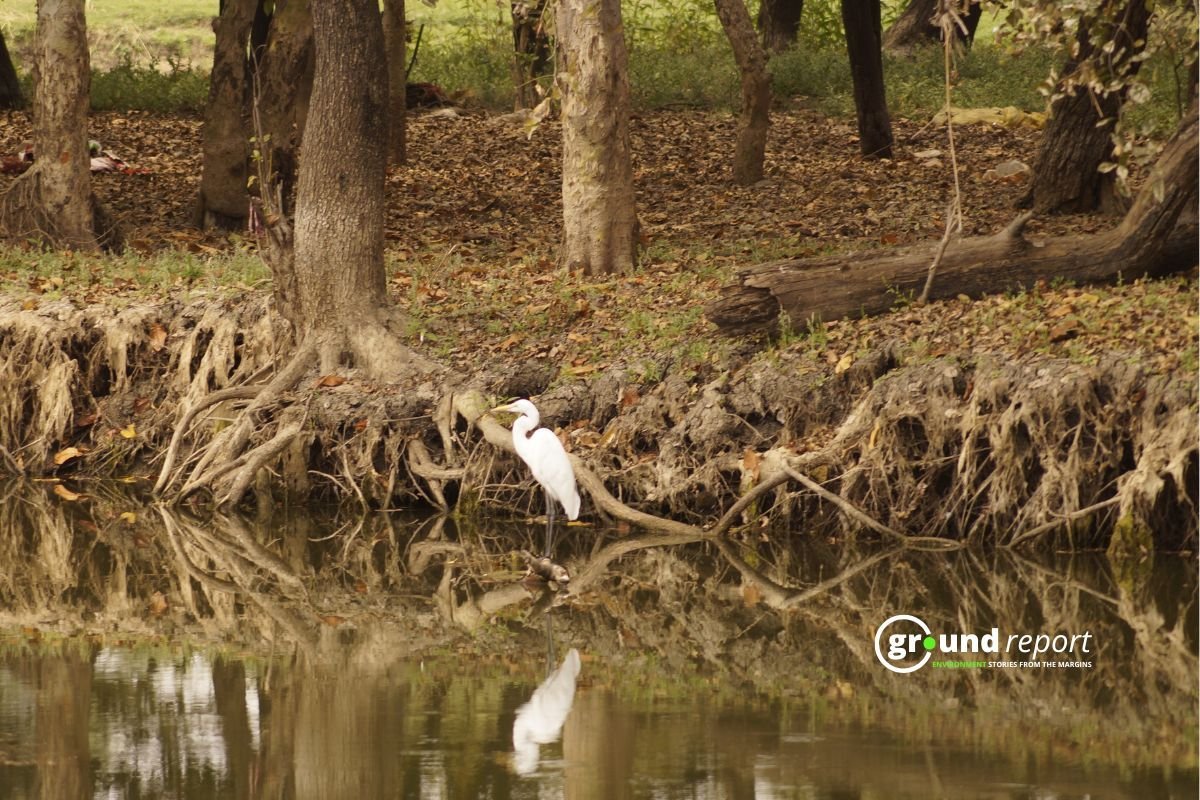 How can Bhoj wetland address the issue of microplastics91011