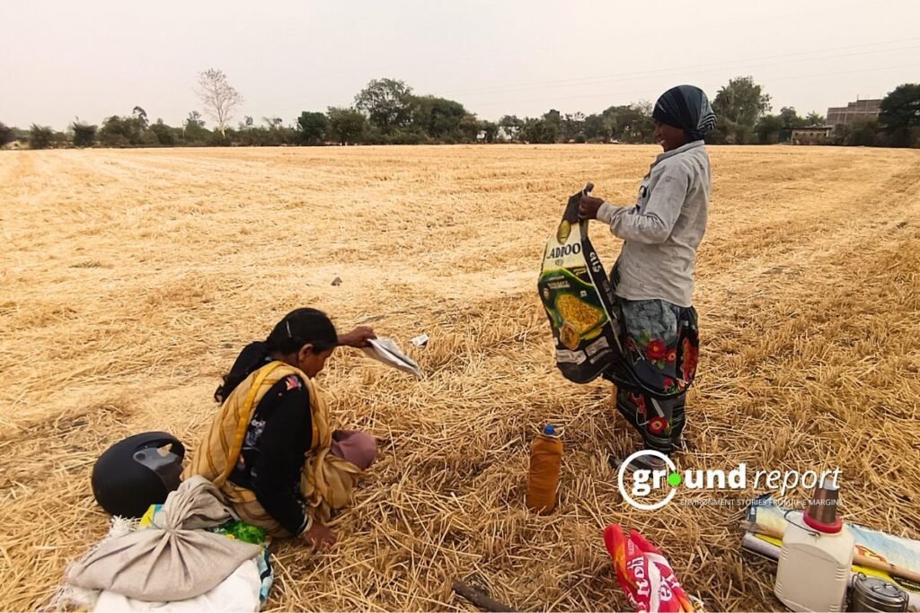 Global Forces Drive Wheat Boom in Madhya Pradesh