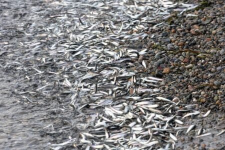 Many fish are social, but pesticides are pushing them apart