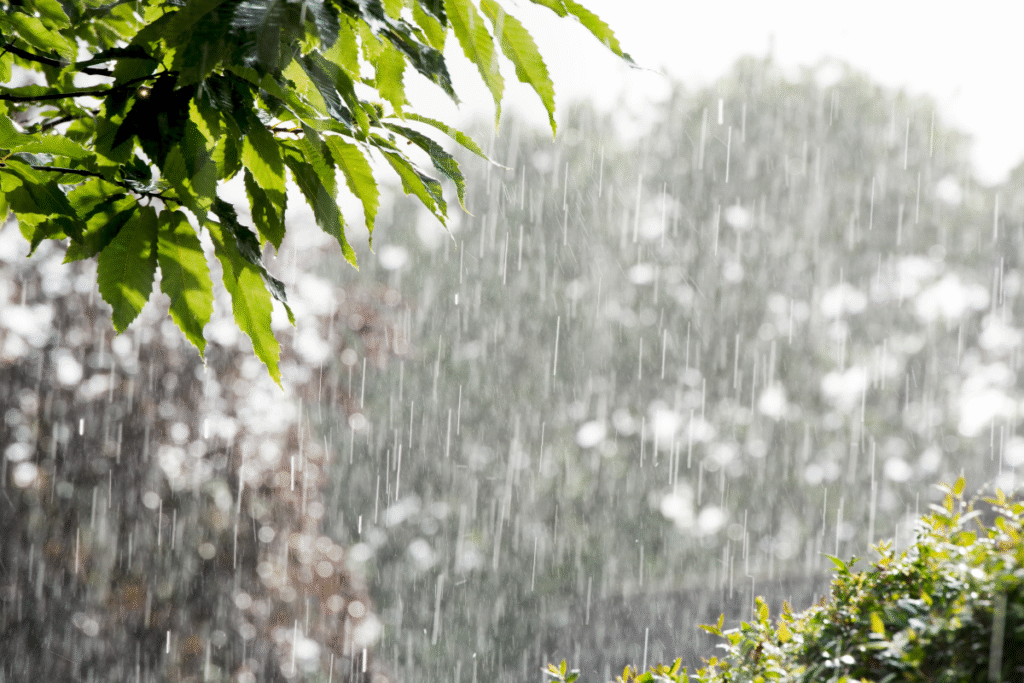 Flood Risk in 16 Districts of Madhya Pradesh as Heavy Rain Continues