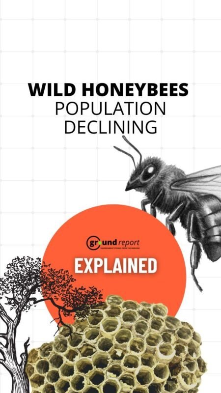 India's Wild Bees Are Dying: The Crisis That Could End Our Forests